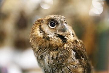 Wild bird owl with big eyes. Choliba. Closeup in bokeh lights