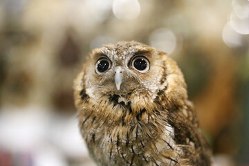 Wild bird owl with big eyes. Choliba. Closeup in bokeh lights