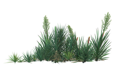 Adam's needle plant