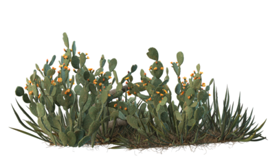 variety of cactus plants