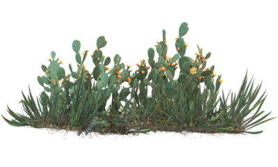 variety of cactus plants