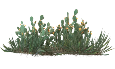 Fotobehang variety of cactus plants © Poprock3d