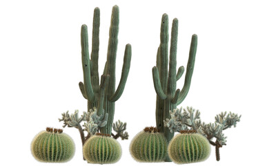 variety of cactus plants