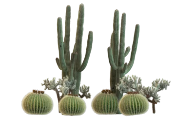 Fototapete Kaktus variety of cactus plants