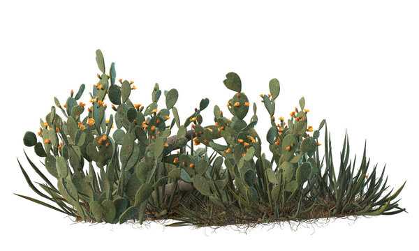 variety of cactus plants