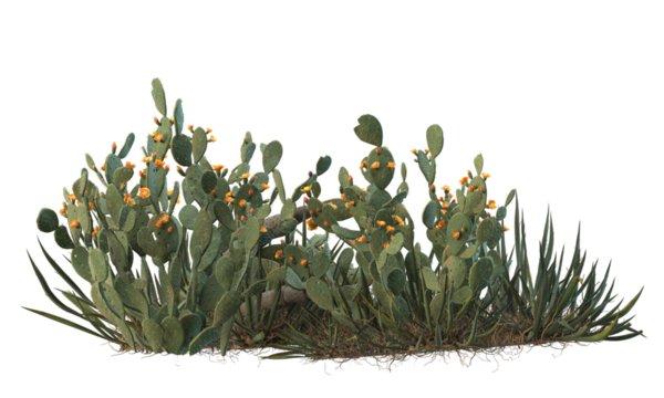 variety of cactus plants