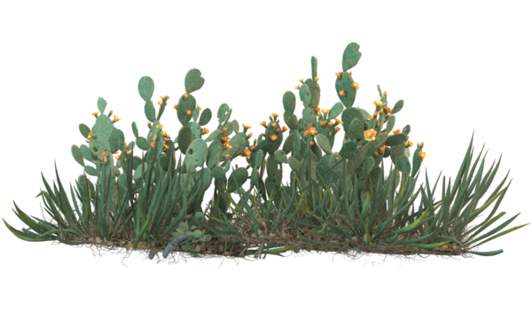 variety of cactus plants