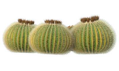 variety of cactus plants © Poprock3d