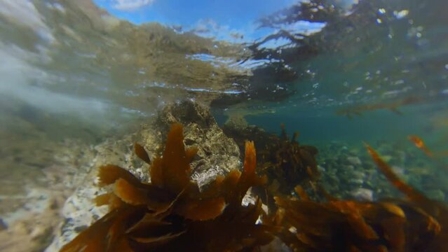 Algas marinas bajo el agua