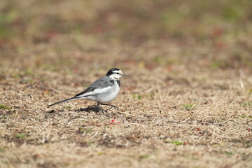 white wagtail in a grass field