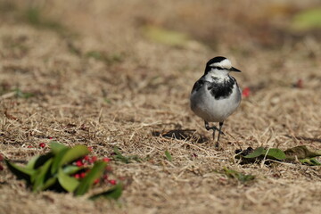 white wagtail in a grass field