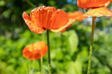 Fototapeta premium Poppy flowers on blurred green background. Red poppies in the garden for a poster, calendar, post, screensaver, wallpaper, postcard, banner, cover, website. High quality photo