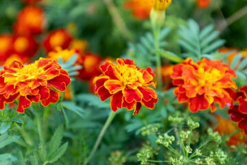 Orange marigold flowers, top view. Tagetes bush, close-up. Background from bright french marigolds for publication, poster, calendar, post, screensaver, wallpaper, postcard, banner, cover, website