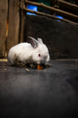 Cute white rabbit eats a carrot.
Little dirty rabbit.