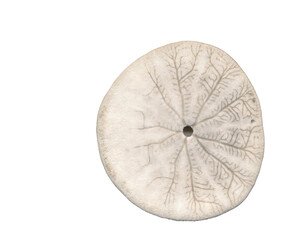 Isolated sand dollar from below, transparent background. 