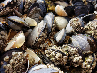 Mussels on a rock by the sea