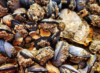 Mussels on a rock by the sea
