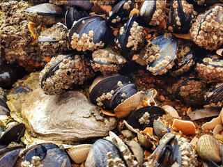 Mussels on a rock by the sea