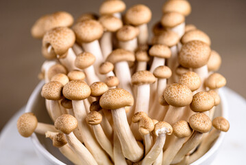 Shimeji mushroom. Fresh uncooked buna brown edible mushrooms from Asia, rich in umami tasting compounds such as guanylic and glutamic acid