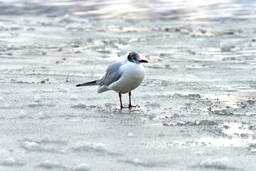 seagull on the ice of the lake