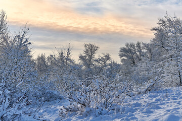 forest winter landscape, forest in winter in snow
