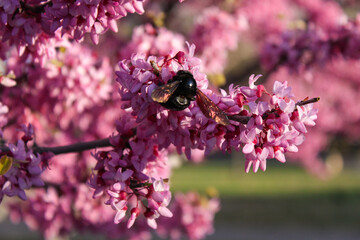 close up of bumble bee pollinating pink blossom tree, blurred background