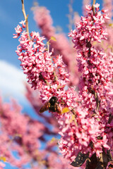 close up of bumble bee pollinating pink blossom tree, blurred background
