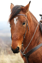 Woman riding adorable chestnut horse outdoors, closeup. Lovely domesticated pet