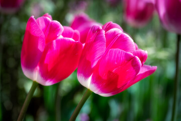 Beautiful pink Tulipa Sauternes in spring, close up