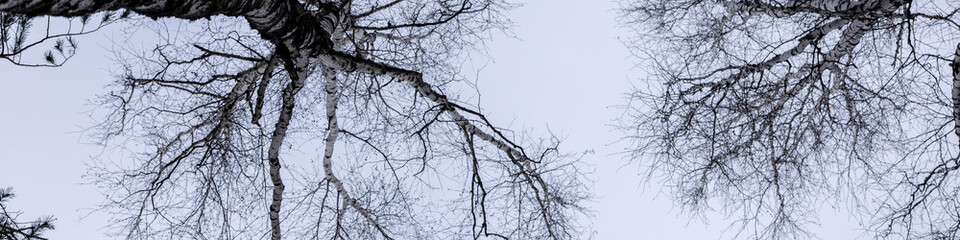 Banner 4x1 the tops of two pine trees are photographed from below against a gray winter sky - Powered by Adobe