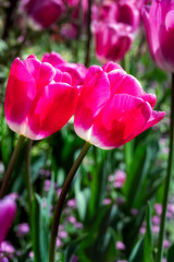 Beautiful pink Tulipa Sauternes in spring, close up