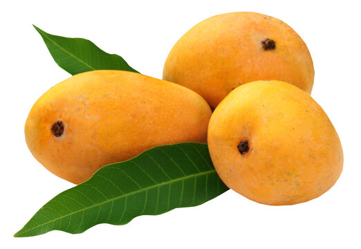 Fresh Mangoes with green leaves