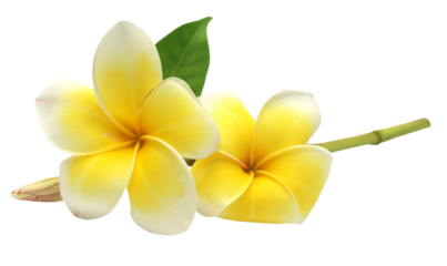 Tropcal Frangipani