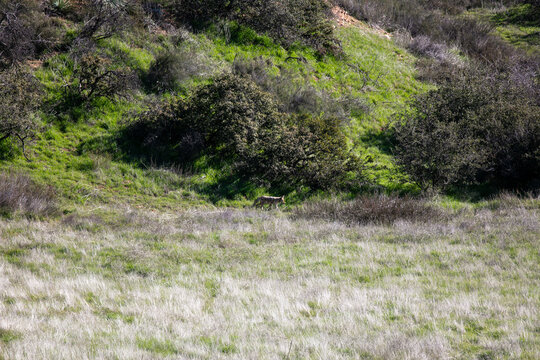 A Coyote Roaming in a Chaparral Habitat