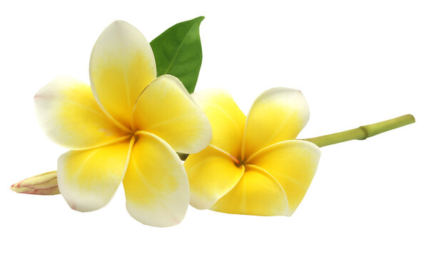 Tropcal Frangipani