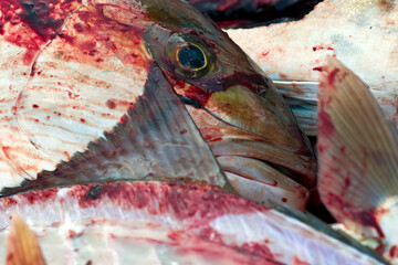 Gutted Fish Being Cleaned After A Morning Catch