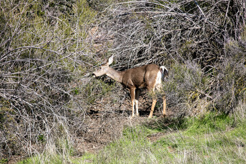 A Mule Deer Doe Yearling in a Chaparral Habitat