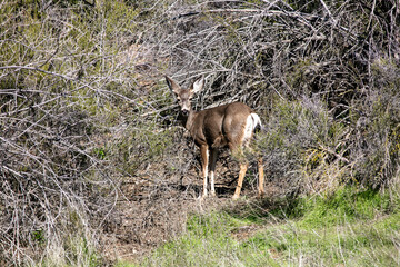 A Mule Deer Doe Yearling in a Chaparral Habitat