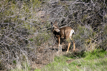 A Mule Deer Doe Yearling in a Chaparral Habitat