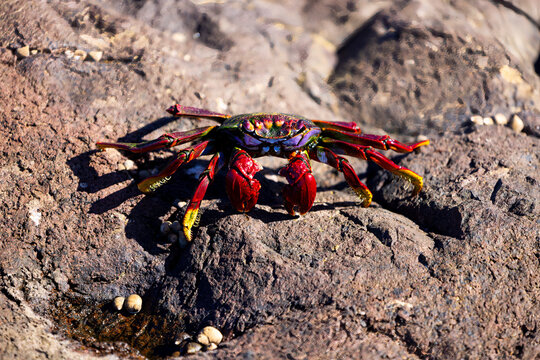 Rockin' Crab: A Little Critter Caught In The Daylight By The Shore
