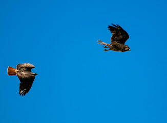 A Mated Pair of Hawks Flies off after a Competition for Mate Flight