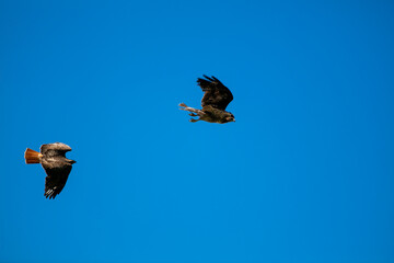 A Mated Pair of Hawks Flies off after a Competition for Mate Flight