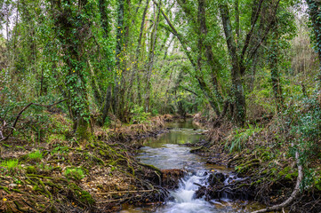 River in the forest in the biosphere reserve of Ribeira da Foz - Chamusca - Portugal