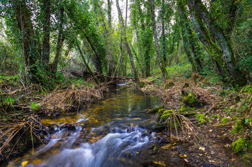 Naklejka na ściany i meble River in the forest in the biosphere reserve of Ribeira da Foz - Chamusca - Portugal