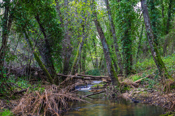 River in the forest in the biosphere reserve of Ribeira da Foz - Chamusca - Portugal