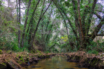 Fototapeta na wymiar River in the forest in the biosphere reserve of Ribeira da Foz - Chamusca - Portugal