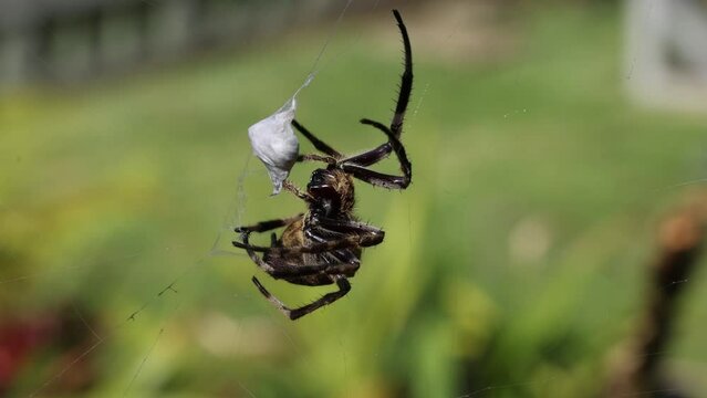 Garden Orb Spider wrapping prey in web