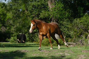 Naklejka na ściany i meble Quarter horse gelding shows sorrel equine running through Texas summer field on ranch.