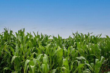 Siembra en campo con cielo