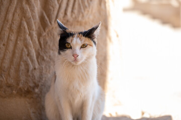 Stray Street Cat in a temple in Egypt